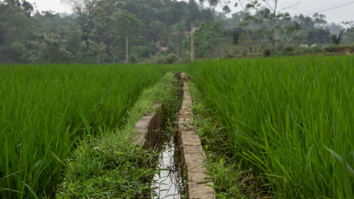 Photo of rice paddy in Vietnam. By: Jacquelyn Turner/IRI