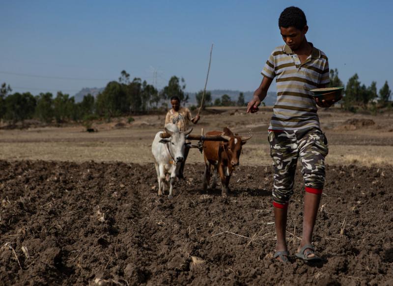 Photo of  young man sowing the field before the plow in Ethiopia 